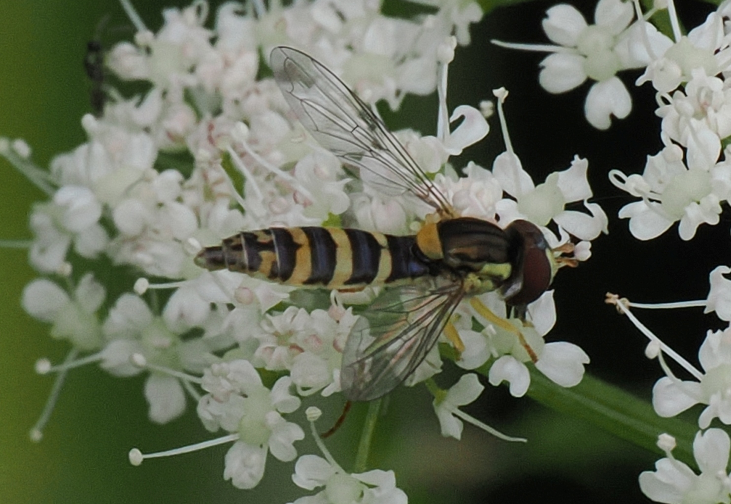 Sphaerophoria-sp